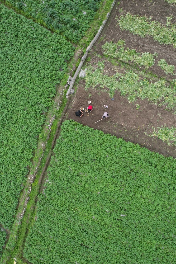 农民 湘西 土家族 节气 农时 苗族 吉首 马铃薯 谷雨 田间 景象  收获