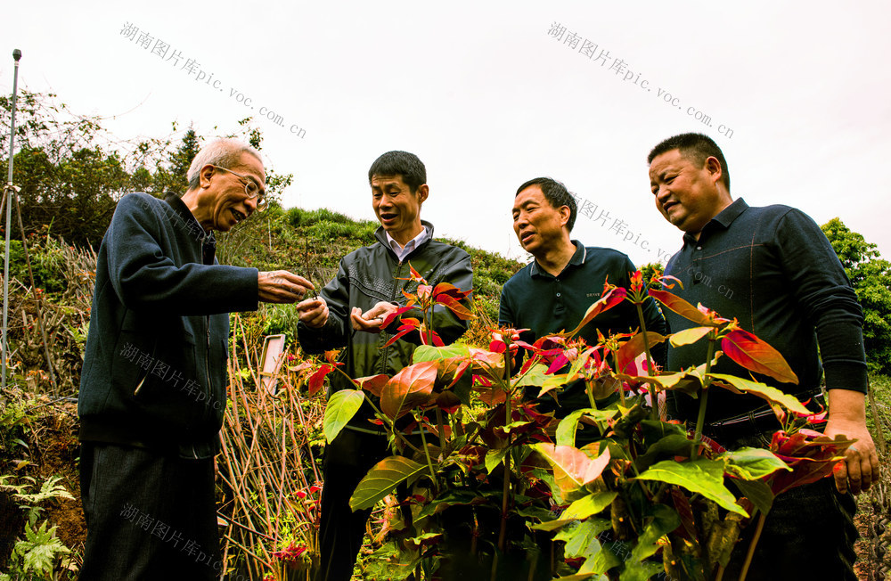 武冈市   通道县   中药材产业  学习取经
