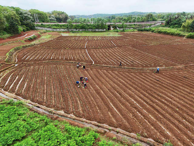 特色产业  特色种植  红薯产业  春耕生产  春耕春种  春耕画卷  繁忙景象  田园画卷