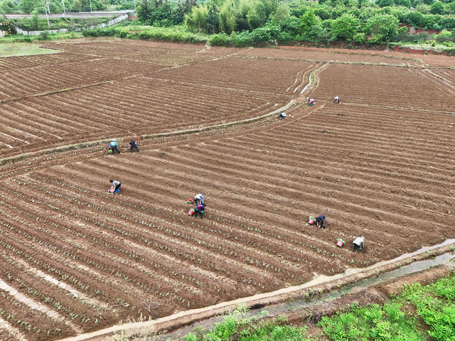 特色产业  特色种植  红薯产业  春耕生产  春耕春种  春耕画卷  繁忙景象  田园画卷
