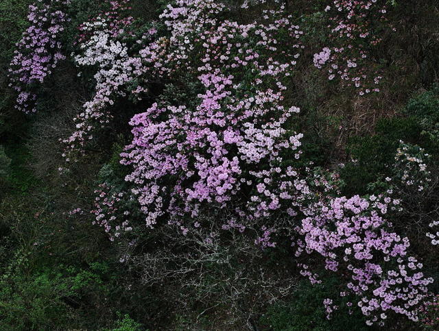 自然保护区  云锦杜鹃 高山杜鹃 大钟杜鹃 鹿角杜鹃