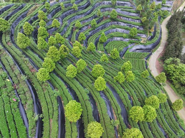 大叶茶 黑茶  茶园 安化 谷雨