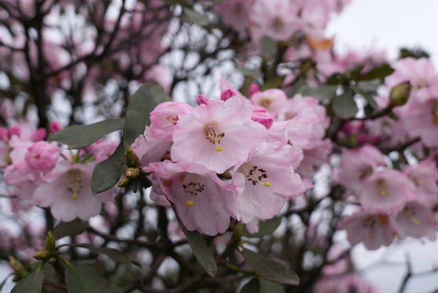 自然保护区  云锦杜鹃 高山杜鹃 大钟杜鹃 鹿角杜鹃