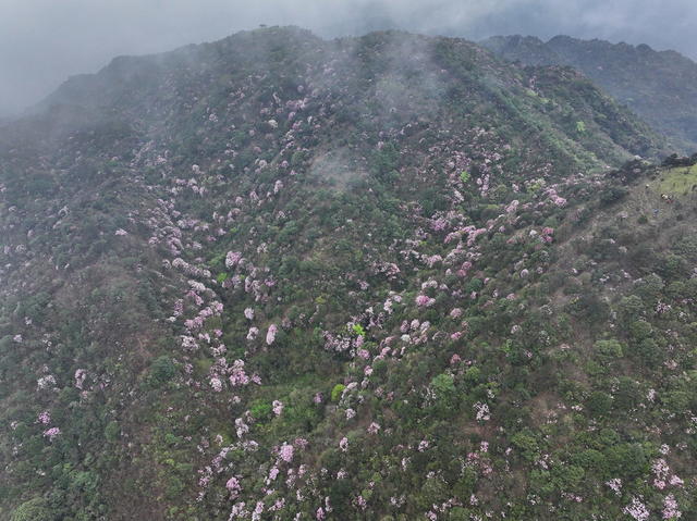 自然保护区  云锦杜鹃 高山杜鹃 大钟杜鹃 鹿角杜鹃
