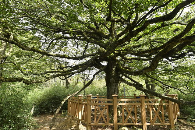 亮叶青冈 千手观音 古树 最美 斗蓬山 张家界第一高峰