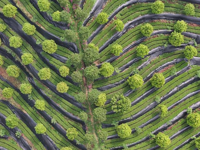 大叶茶 黑茶  茶园 安化 谷雨
