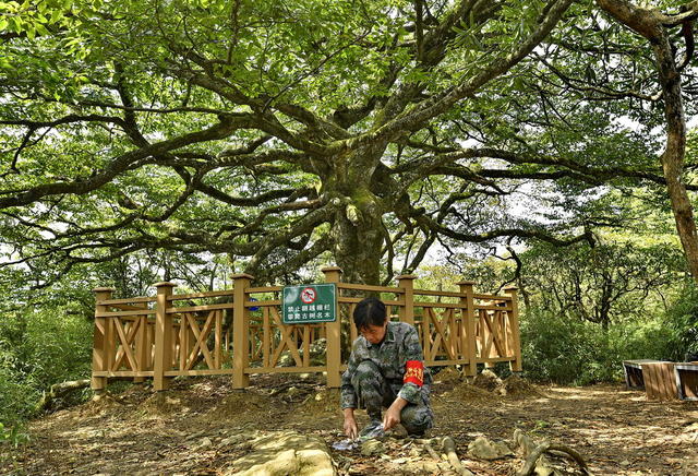 亮叶青冈 千手观音 古树 最美 斗蓬山 张家界第一高峰