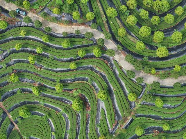 大叶茶 黑茶  茶园 安化 谷雨