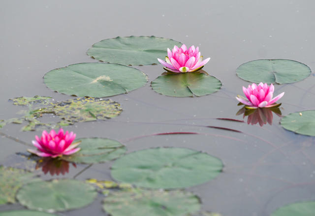 荷花
睡莲
道县
