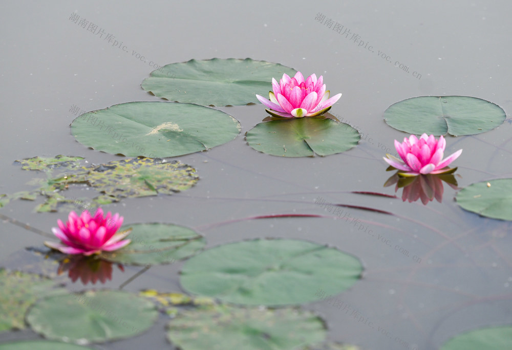 荷花
睡莲
道县
