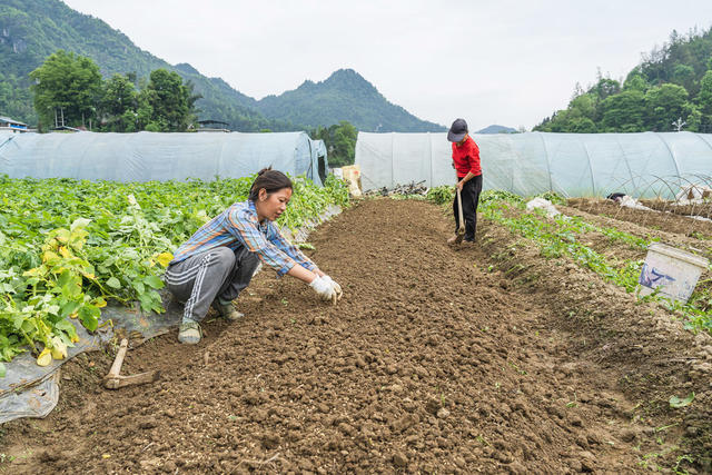 换季轮作  抢抓春末农时  杂交水稻育秧