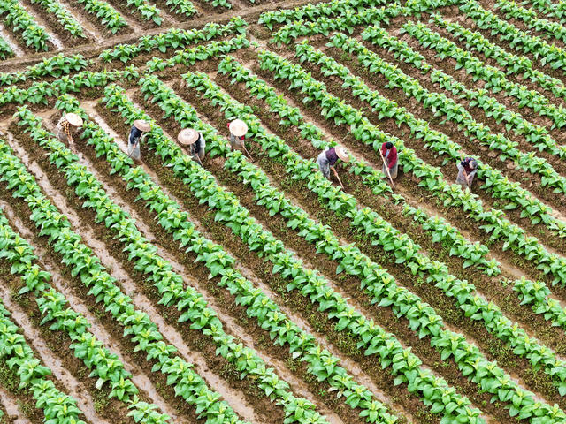 春耕生产  春耕备耕  田间管理  增产丰收  暮春时节  抢抓时节  春耕画卷  繁忙景象