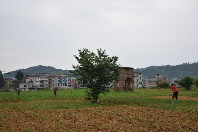 暮春勤管玉米苗