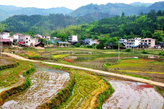劳作  水田 新宁 村民 翻田
