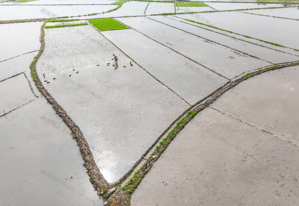早稻
粮食
产生
道县
春耕