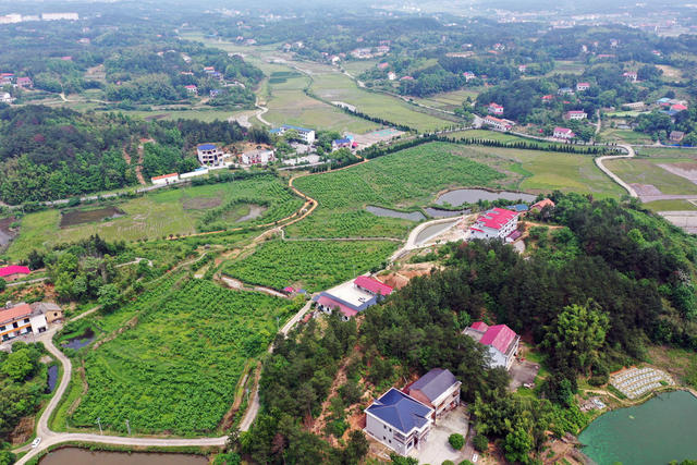 衡山 桑葚 农场 采摘