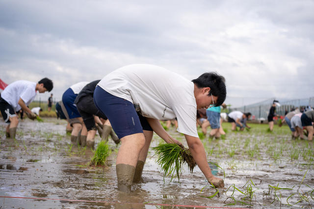 湖南农业大学 插秧比赛 浏阳