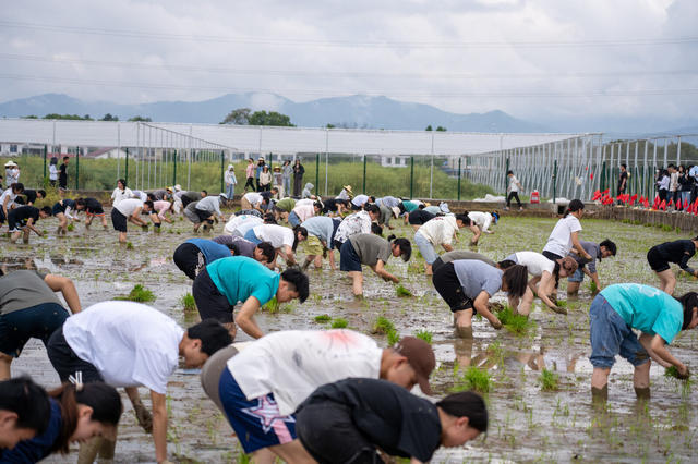 湖南农业大学 插秧比赛 浏阳