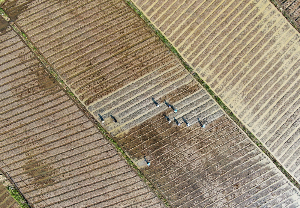 农业产业 乡村振兴 香芋产业 增收致富 助农增收 粤港澳菜篮子
