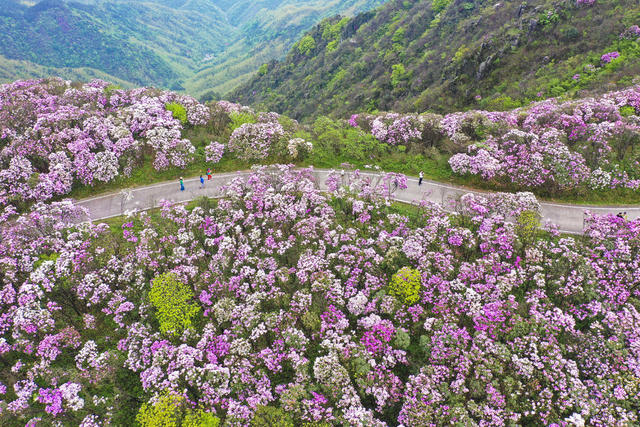 杜鹃 野生杜鹃 花海 杜鹃花海 春色 春景 春光