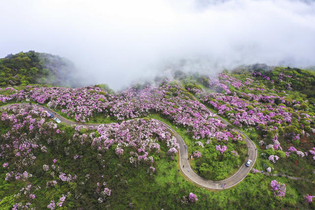 杜鹃 野生杜鹃 花海 杜鹃花海 春色 春景 春光