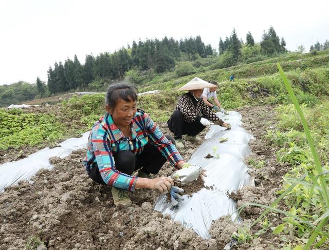 蔬菜移栽忙    农民增收多