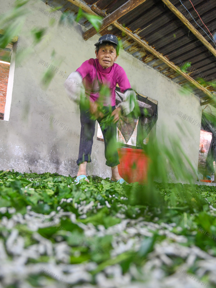 种桑养蚕助增收 
道县