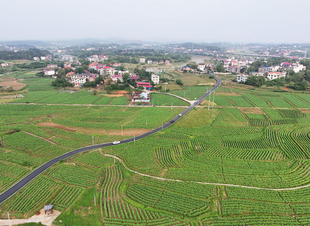 公路  村道  车辆  行驶  田野  乡村  振兴