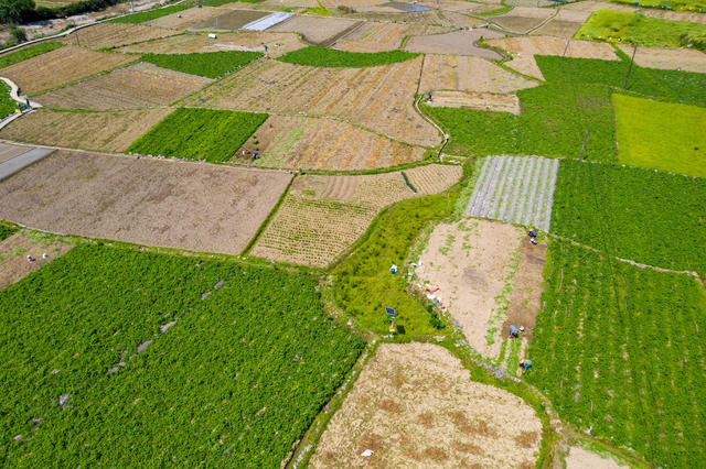 农业  马铃薯  湘西  吉首  乡村