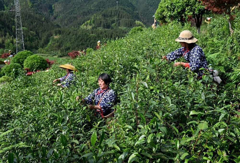 茶叶 茶园 雪峰山脉  种植 产业化 自然环境  农民  产业链   生态  采茶  茶农