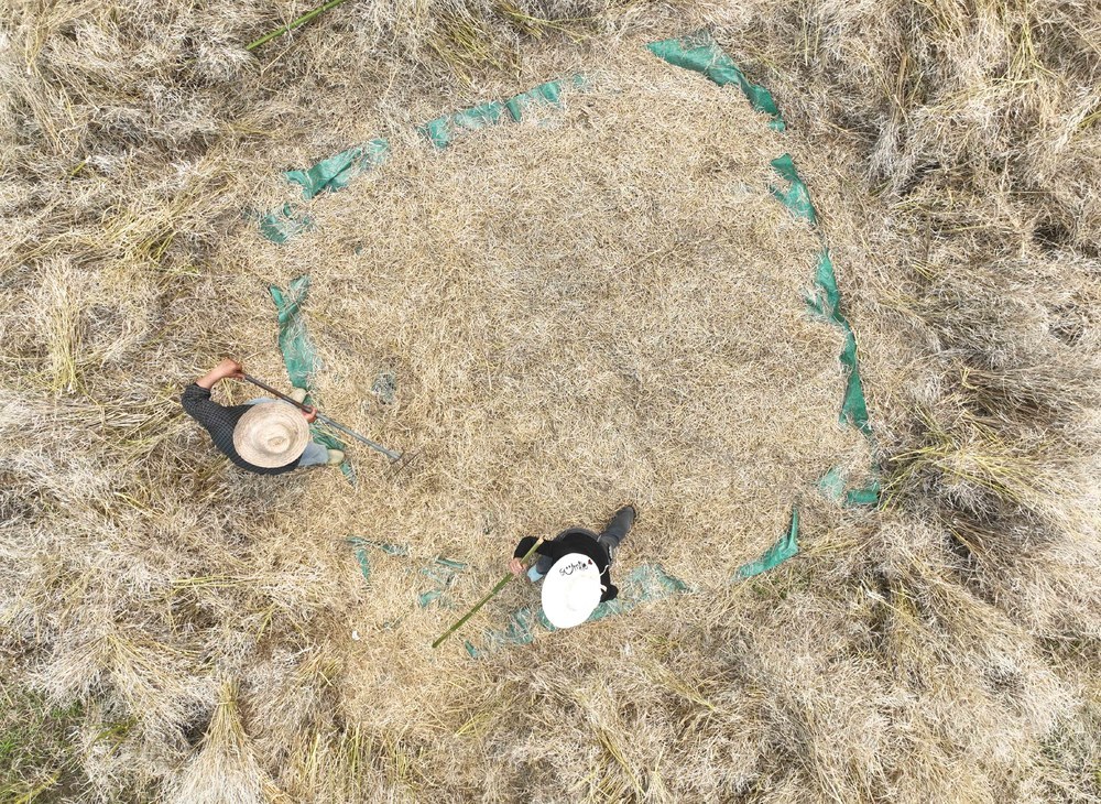 油菜
收入
道县
农业结构
