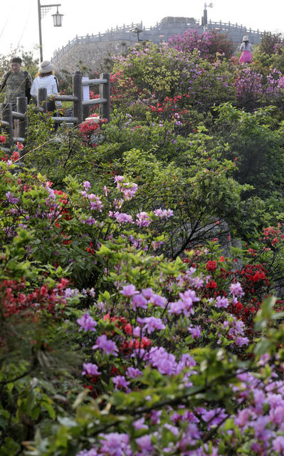 五一小长假 高山杜鹃花 绿水青山 生态画卷 旅游  