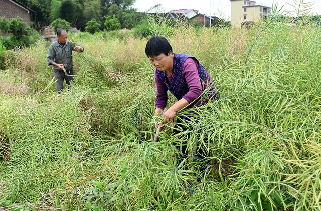 油菜收割 丰收 农业 农村 农民   种植业 丰产增收  田间