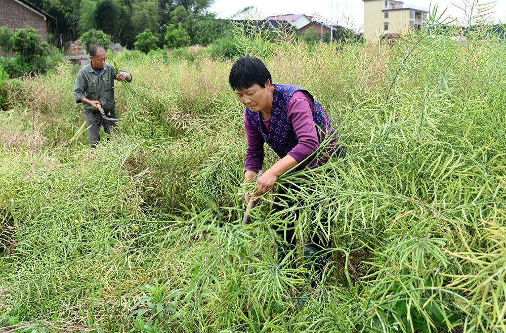 油菜收割 丰收 农业 农村 农民   种植业 丰产增收  田间