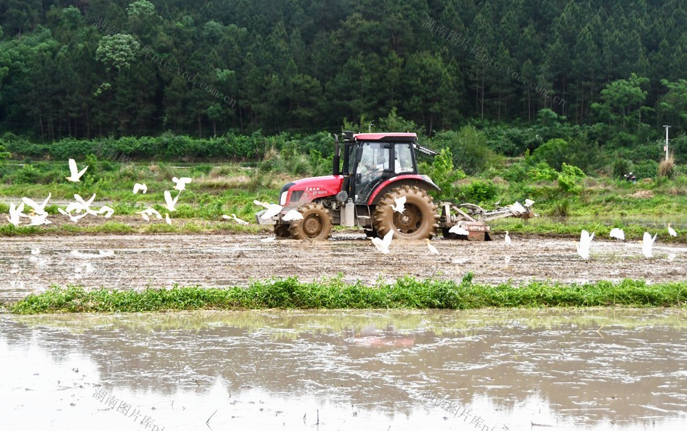 生态田园 鹭鸟伴耕