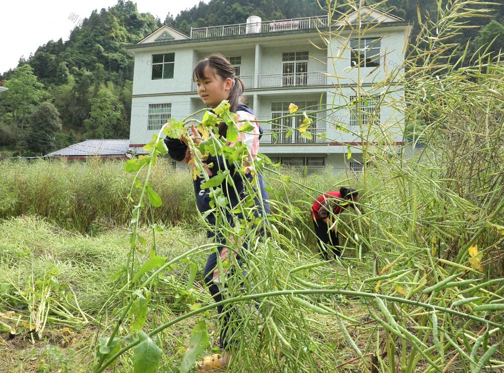   多彩假期        劳动光荣
