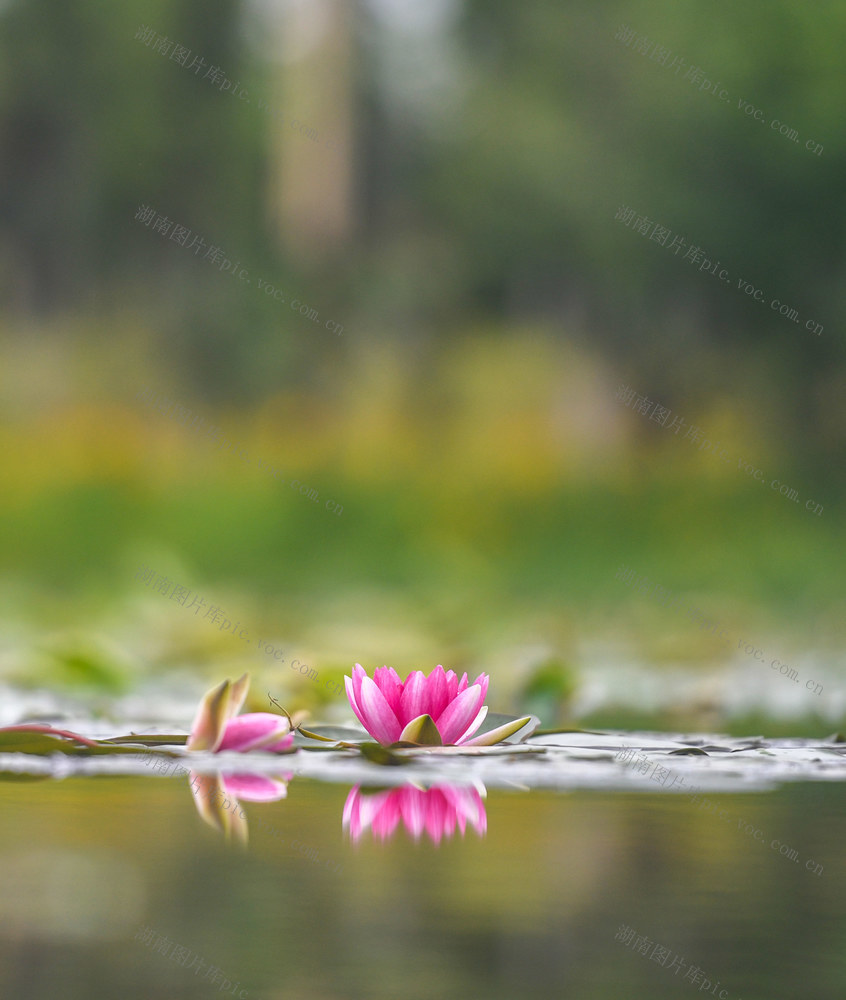 道县
立夏
睡莲
