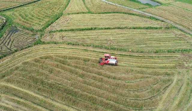 立夏 小麦 收割