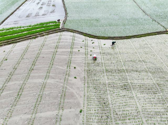 节气
立夏
道县
农事
早稻