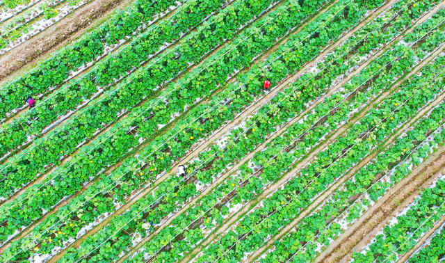 立夏  蔬菜  南瓜  管护  农事