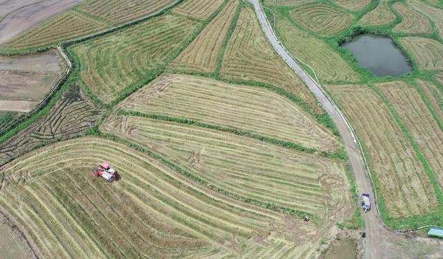 立夏 小麦 收割