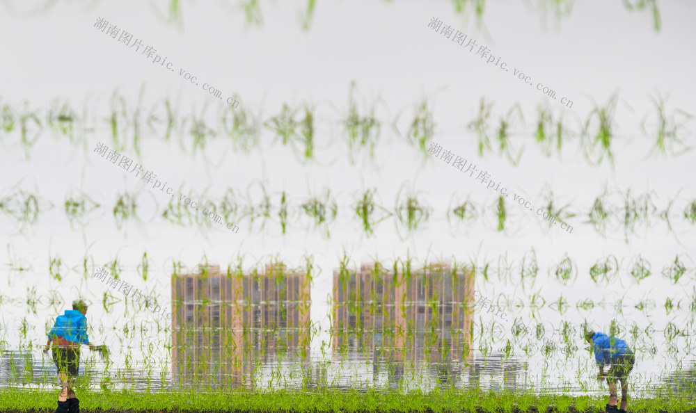 节气
立夏
道县
农事
早稻