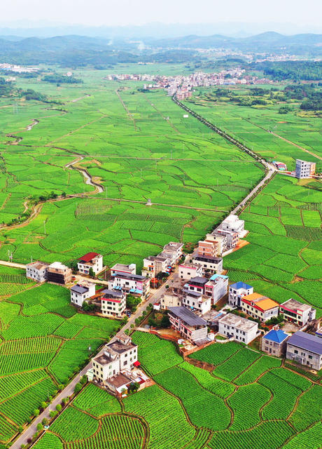 嘉禾：生态乡村入画来