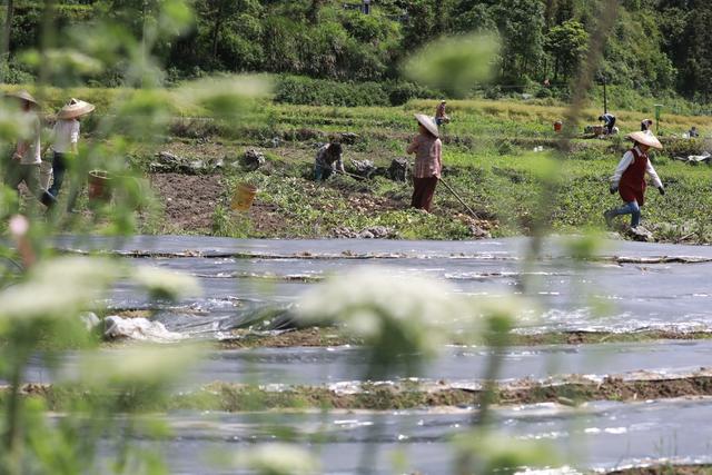 吉首 农民 田间 节气 马铃薯 立夏 油菜 农事 乾州 西门口