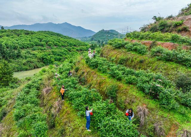 蓝莓
旅游
乡村
果园
