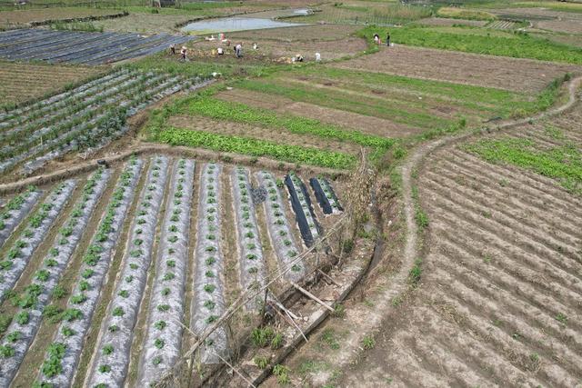 吉首 农民 田间 节气 马铃薯 立夏 油菜 农事 乾州 西门口