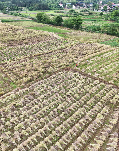 油菜  成熟  丰收  收割  收获  三农  增收  