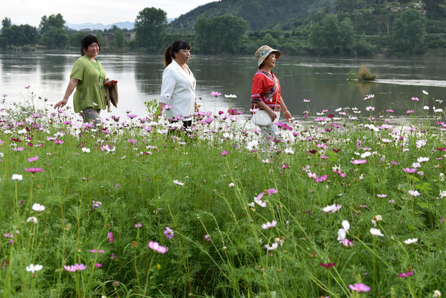 格桑花开河畔美