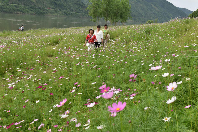 格桑花开河畔美