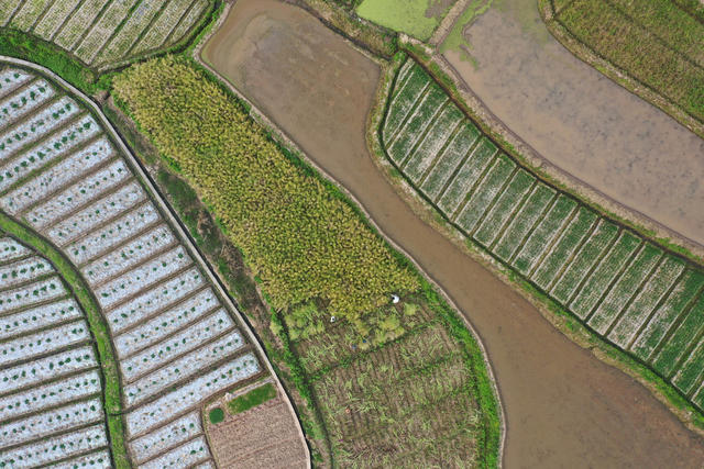 湖南，湘西，龙山，油菜，成熟，收割，农民